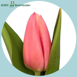 Tulp si MILKSHAKE - Naistepäev 2026