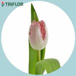 Tulp fr NEGLIGE - Naistepäev 2026