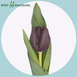 Tulp si NIGHTSHADE - Naistepäev 2026