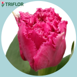 Tulp fr POLDER PINK - Naistepäev 2026