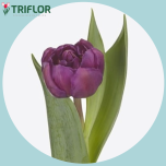 Tulp do RESPECTABLE - Naistepäev 2026