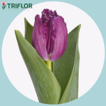 Tulp fr SAN CLEMENTE - Naistepäev 2026