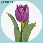 Tulp fr SAN LUIZ - Naistepäev 2026
