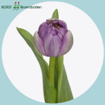 Tulp do SAIGON DOUBLE - Naistepäev 2026