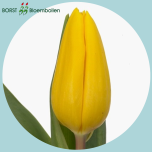 Tulp si STRONG GOLD - Naistepäev 2026