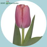 Tulp si TRESOR - Naistepäev 2026