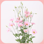 Eustoma Preeriakell Botanic Pink - Emadepäev 2024