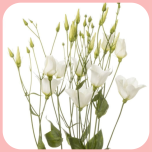 Eustoma Preeriakell Botanic White - Emadepäev 2024