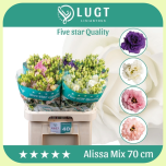 Eustoma Preeriakell Alissa MIX *40  - Emadepäev 2026