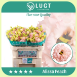 Eustoma Preeriakell Alissa Peach *40 - Emadepäev 2026