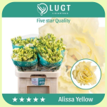 Eustoma Preeriakell Alissa Yellow *40 - Emadepäev 2026