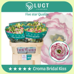 Eustoma Preeriakell Croma Bridal Kiss *40 - Emadepäev 2026