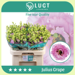 Eustoma Preeriakell Julius Grape - Emadepäev 2026