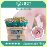 Eustoma Preeriakell Lisanne Light Pink - Emadepäev 2026