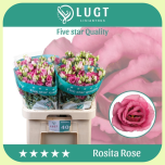 Eustoma Preeriakell Rosita Rose - Emadepäev 2026