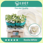 Eustoma Preeriakell Rosita White *40 - Emadepäev 2026