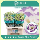 Eustoma Preeriakell Rosita Blue Picotee *40 - Emadepäev 2026