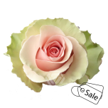 R GR ABSOLUT IN PINK 70CM (MQ) (ALE)