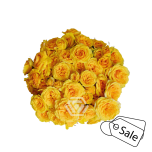 R TR BS LEO 40CM (ALE)