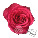 R GR BORN BEAUTY 70CM (ALE)