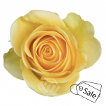 R GR BRIGHTON 70CM (MQ) (ALE)