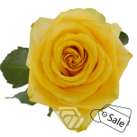 R GR BUMBLEBEE 70CM (ALE)