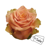 R GR CARAMEL MACCHIATO 70CM (MQ) (ALE)