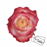 R GR CABARET 70CM (ALE)