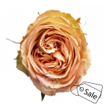 R GR COUNTRY HOME 70CM (MQ) (ALE)