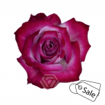 R GR DEEP PURPLE 40CM (ALE)