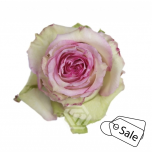 R GR ESPERANCE 50CM (Ayanna) (ALE)