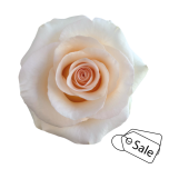 R GR FANCY DREAMS 60CM (ALE)
