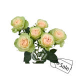 R TR FIBONACCI YATRA 40CM (ALE)