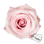 R GR FAIR LADY 70CM (MQ) (ALE)