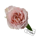 R GR FASCINATION 70CM (MQ) (ALE)