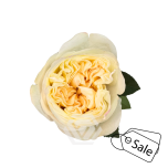 R GR FATIMA GARDENS 50CM (ALE)