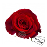 R GR FORTUNE 50CM (Ayanna) (ALE)