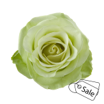 R GR GREEN ROMANCE 60CM (ALE)