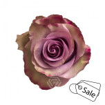 R GR GOVINDA 50CM (Ayanna) (ALE)