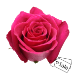 R GR GRACE KELLY 70CM (ALE)