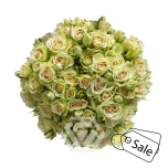 R TR GREEN ROSEVER 40CM(ALE)