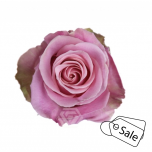 R GR HERMOSA 70CM (MQ) (ALE)
