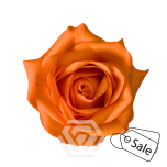 R GR JOY 50CM (Ayanna) (ALE)