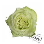 R GR LIMONADA 50CM (Ayanna) (ALE)