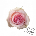 R GR LUCIANO 80CM (MQ) (ALE)