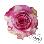 R GR MAGIC TIMES 60CM (ALE)