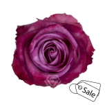 R GR MOODY BLUES 70CM (MQ) (ALE)
