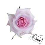 R GR NENA 50CM (Ayanna) (ALE)