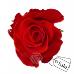 R GR NEW FACE 70CM (ALE)
