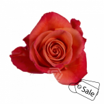 R GR ORANGE CRUSH 40CM  (Ayanna) (ALE)